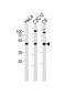 PAFAH1B1 Antibody (N-term)